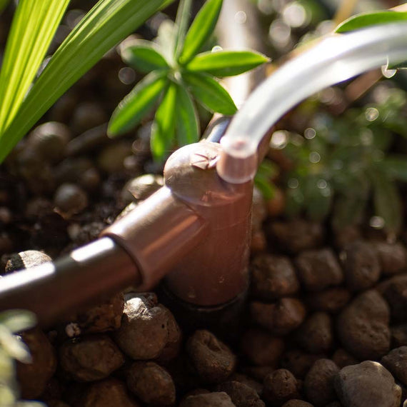 Anneau de distribution posé sur des billes d'argile au pied d'une jeune plante, tuyau transparent raccordé