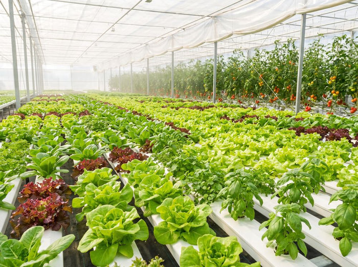Maraîchage aquaponique sous serre