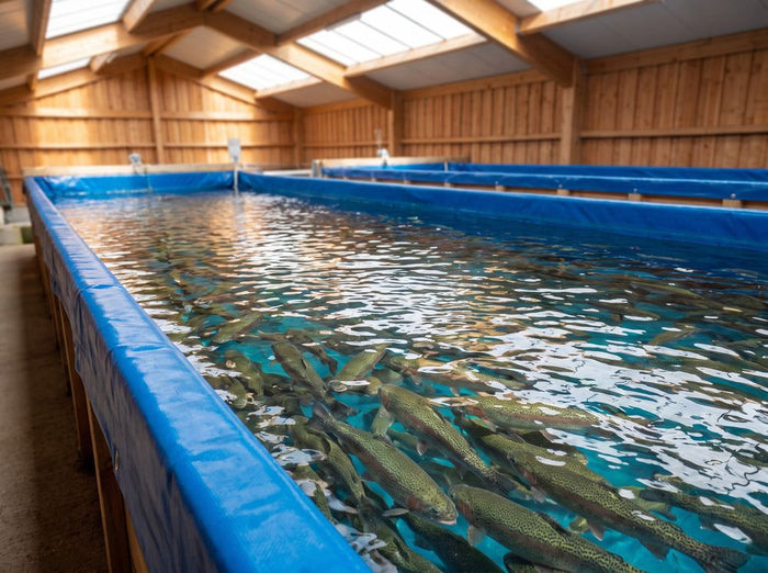 Bassins de pisciculture de truites en circuit fermé