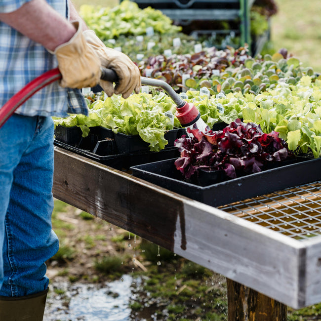 De methode die planten nieuw leven inblaast