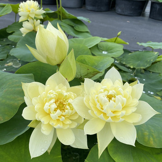 lotus aquaponie