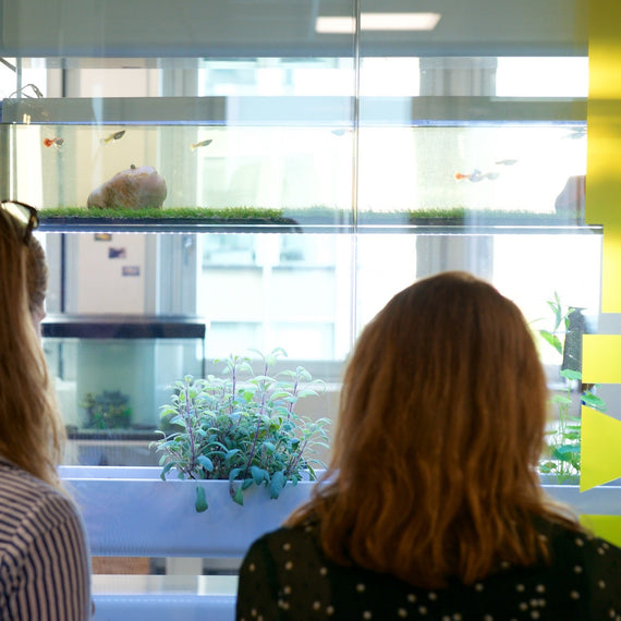 Collaborateurs de dos qui observent les poissons de l'aquarium et le bac de culture d'un Baromate