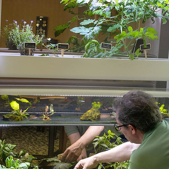 Bacs de culture du Baromate en billes d'argile pendant un passage d'entretien, aquarium éclairé en dessous