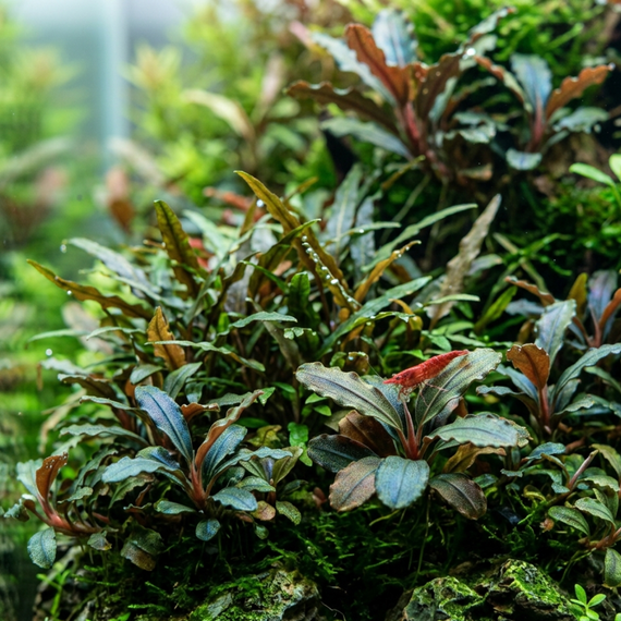 Bucephalandra luxuriante dans un aquarium planté nourri à l'engrais eSHa PRO-PHYLL compatible crevettes