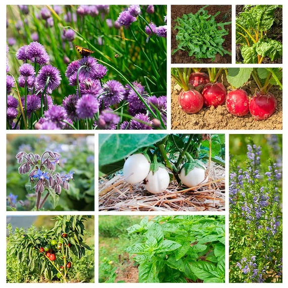 Assortment - A vegetable garden on the balcony