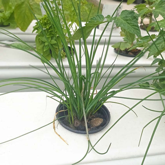Touffe de ciboulette dans un panier de 8 cm enfoncé dans le couvercle d'une chambre de culture