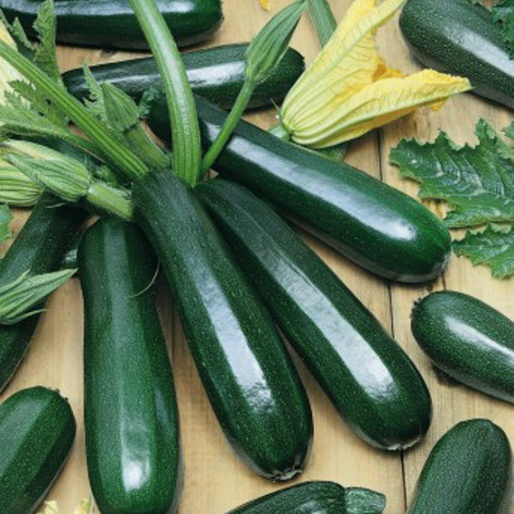 courgette