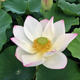 Lotus Cranberry Kiss