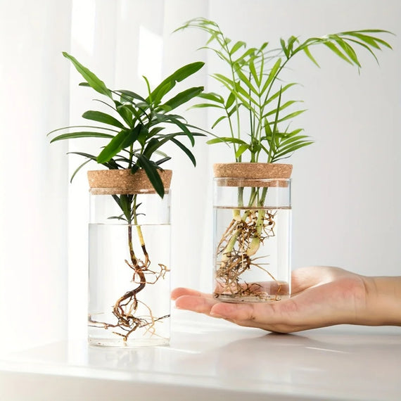 Two glass vases with cork stoppers and their cuttings, in front of a hand to show the scale
