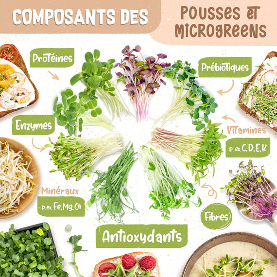 Seed sprouter in a kitchen setting – home production of nutritious sprouts