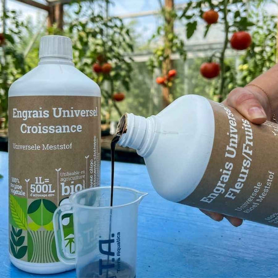 Engrais de floraison versé dans un verre doseur devant des pieds de tomates