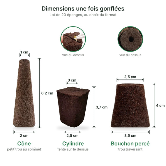 Dimensions des trois éponges de culture une fois gonflées : cône de 6,2 cm, cylindre fendu de 3,7 cm et bouchon percé de 4 cm