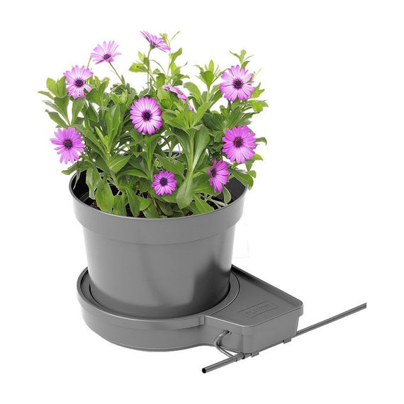 Module GoGro planté d'une plante fleurie, tuyau d'alimentation raccordé
