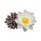 Lot lotuszaden bonsai: Nelumbo Nucifera dwerg