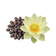Lot lotuszaden reus: Nelumbo Nucifera Sunburst