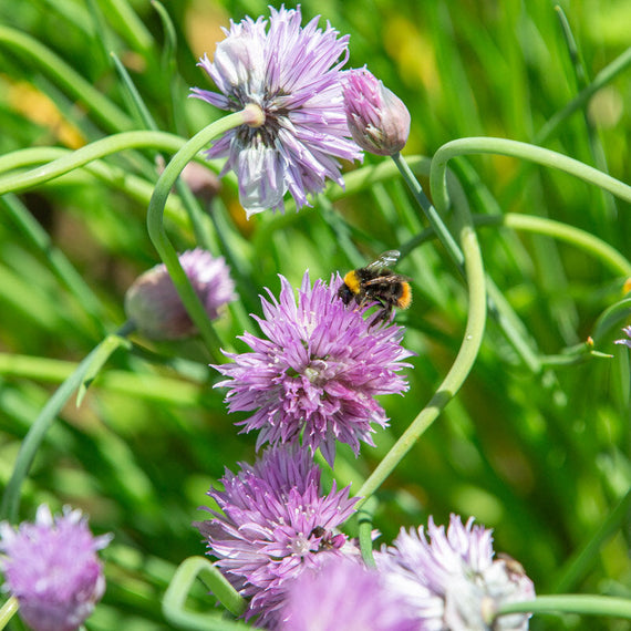 Fleur mauve en pompon visitée par un bourdon, exemple de vivace mellifère au jardin
