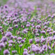 Coffret de graines de plantes sauvages bio