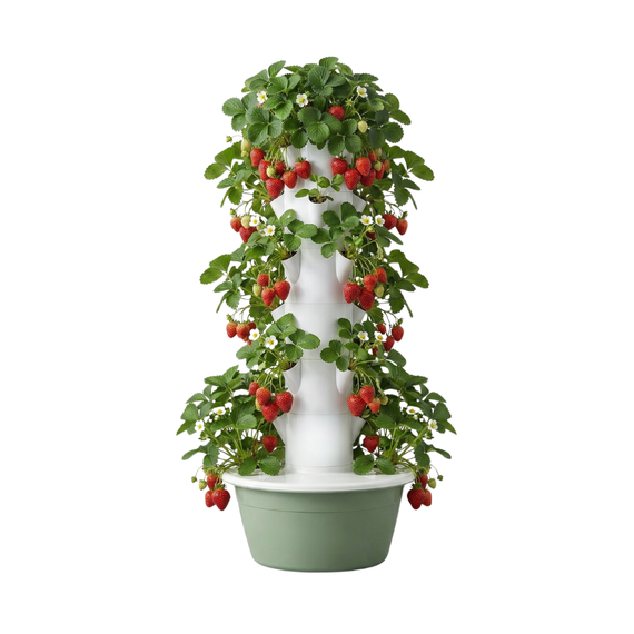 Tour hydroponique fraisiers verticale pour récolte abondante de fraises en culture hors sol