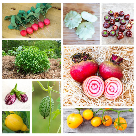 Assortiment - Potager mini-légumes