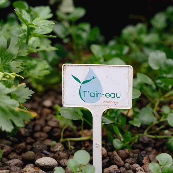 Jeunes plants aromatiques sur un lit de billes d'argile, avec une étiquette T'air-eau plantée au milieu