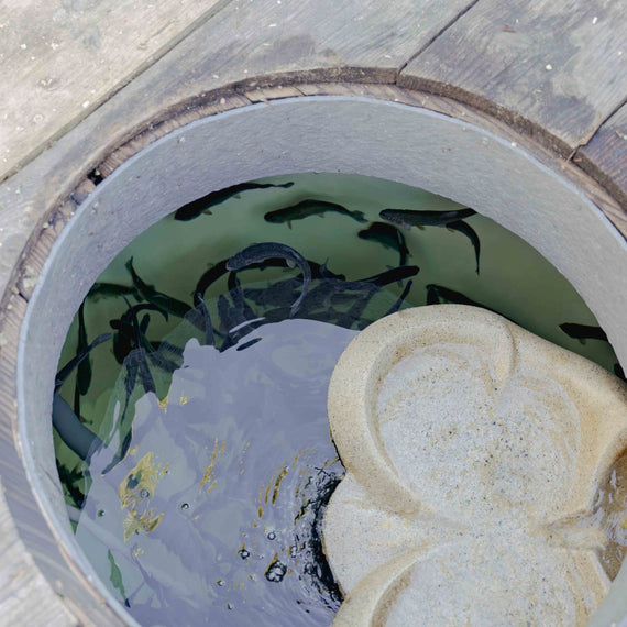 Ouverture ronde de la cuve à poissons au ras d'un plancher en bois, truites visibles dans l'eau