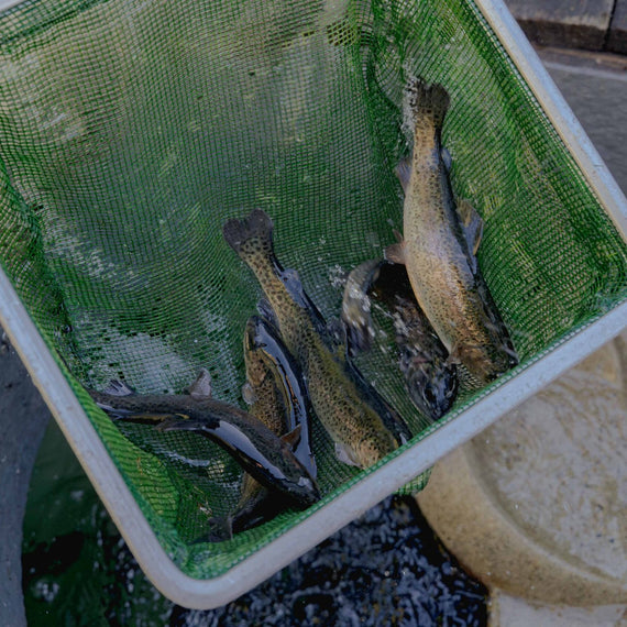 Pêche de truites à l'épuisette au-dessus de l'ouverture de la cuve enterrée