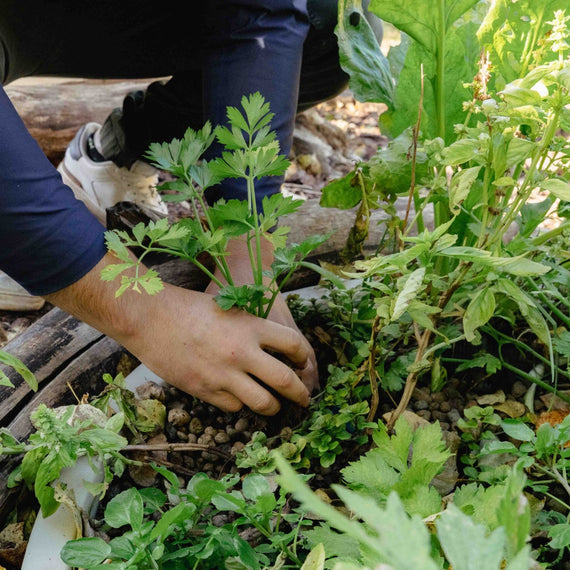Plantation d'un jeune plant dans le lit de culture d'un système aquaponique enterré