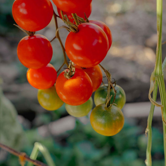 Grappe de tomates cerises en cours de maturation, photographiée sur une installation T'air-eau