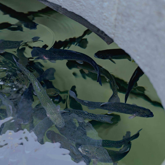Truites dans la cuve à poissons enterrée, vues depuis l'ouverture du couvercle