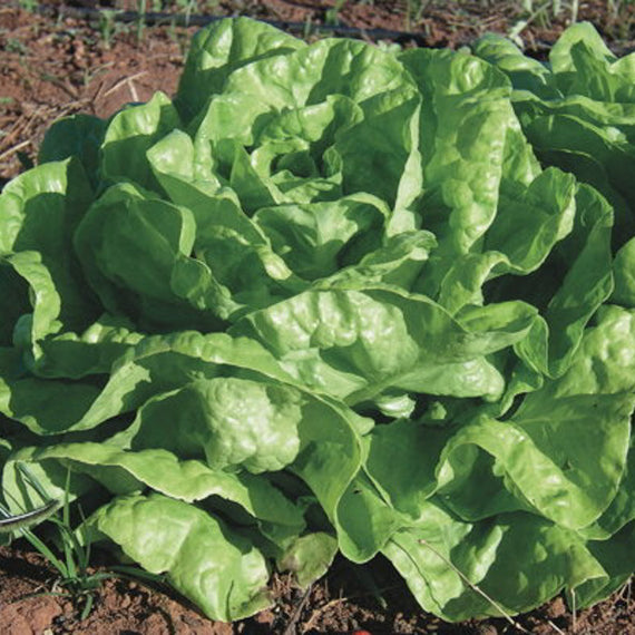 Reine de Mai Salatsamen