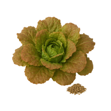 Slazaad 'Gloire du Dauphiné'