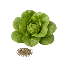 Reine de Mai Salatsamen