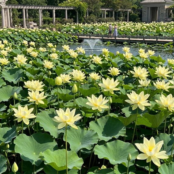 Lotus géant Sunburst Nelumbo nucifera — vaste bassin paysager couvert de fleurs jaunes avec fontaine et pergola