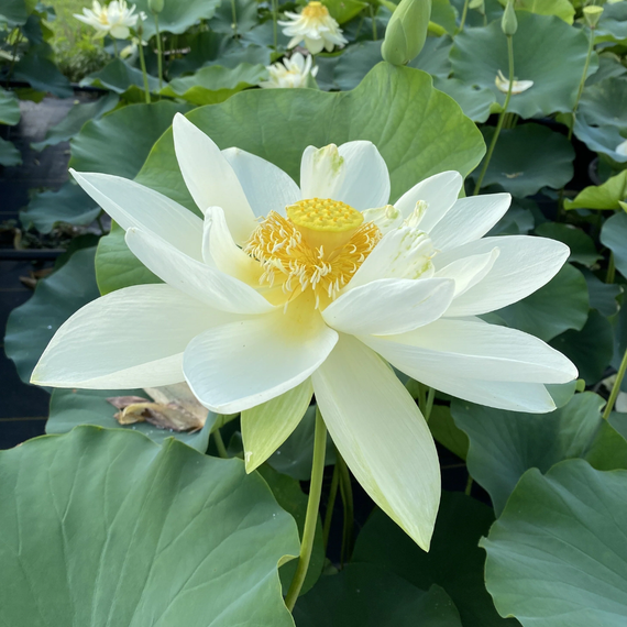 Lotus géant Sunburst Nelumbo nucifera — gros plan d'une fleur crème ouverte au-dessus du feuillage de bassin