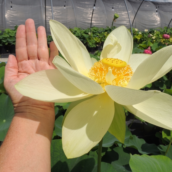 Lotus géant Sunburst Nelumbo nucifera — fleur jaune géante comparée à une main pour démontrer la taille en serre