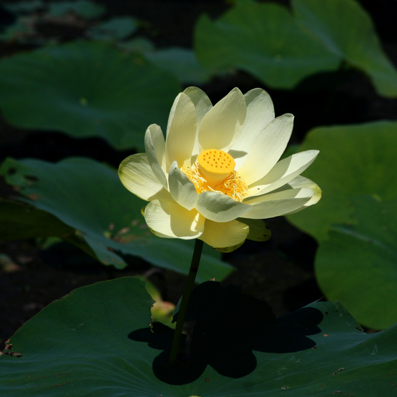 Lotus jaune Nelumbo lutea américain — gros plan d'une fleur jaune lumineuse au-dessus d'une eau sombre de bassin
