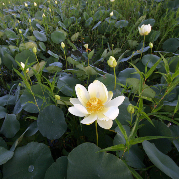 Lotus jaune Nelumbo lutea américain — fleur jaune émergeant des larges feuilles flottantes d'un marais naturel