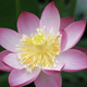 Lotus Bonny