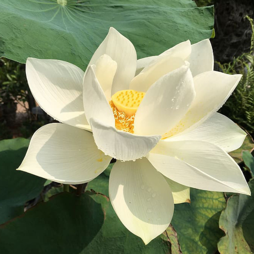 lotus aquaponie flavescens