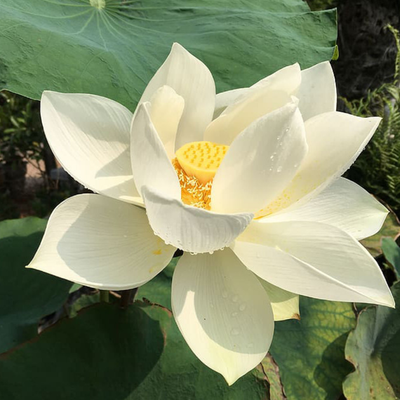 lotus aquaponie flavescens