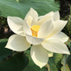 Lotus Flavescens