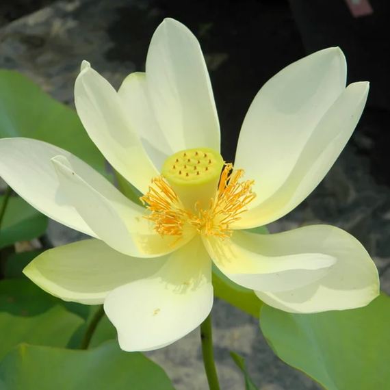lotus flavescens