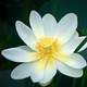 Lotus Lutea