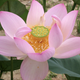 Lotus Nelumbo ‘Seok‑Kyung’