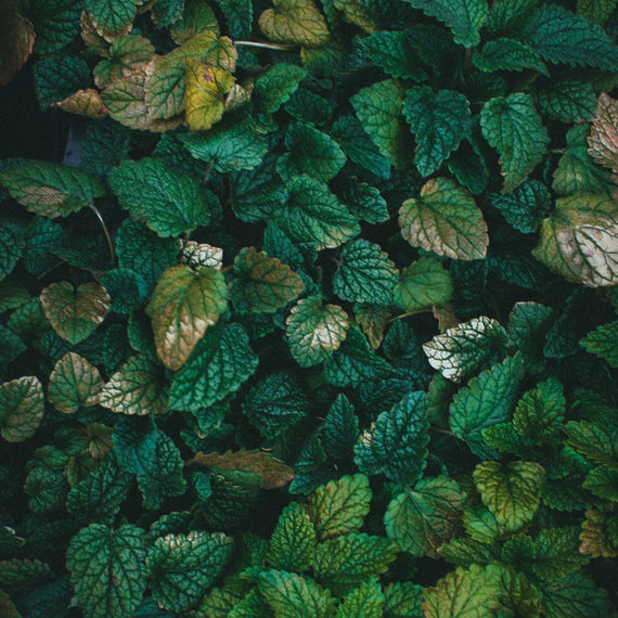 Touffe de menthe verte en pleine végétation, feuilles dentées et tiges dressées