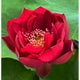 Loto Fei Hong - Scarlet Lady
