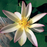 lotus feng wu aquaponie