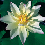 Blomst af lotussen Green Maiden, cremehvid med lyserøde spidser, helt åben over de grønne blade
