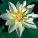 Lotus Green Maiden