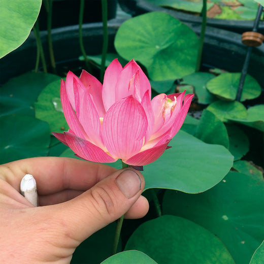lotus huohua